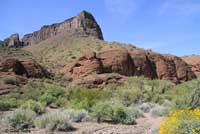 Western Diamond-backed Rattlesnake habitat